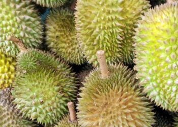 durian