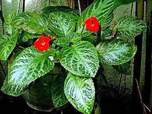 episcia