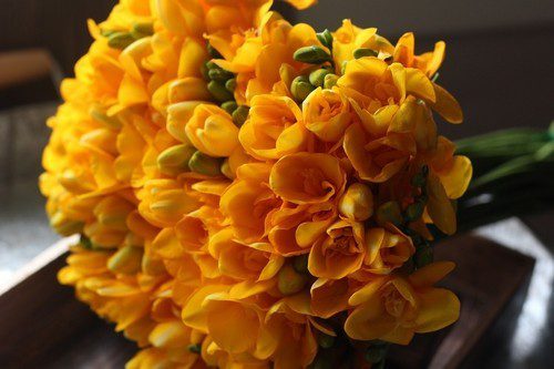 frezia - Frézie: Nádherná květina, která provoní domov