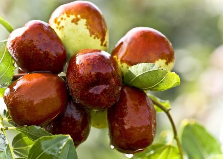 jujuba