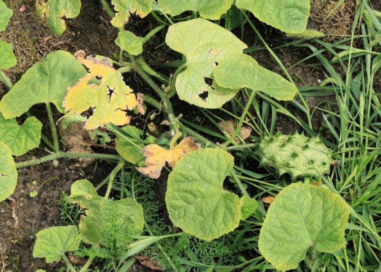 kiwano