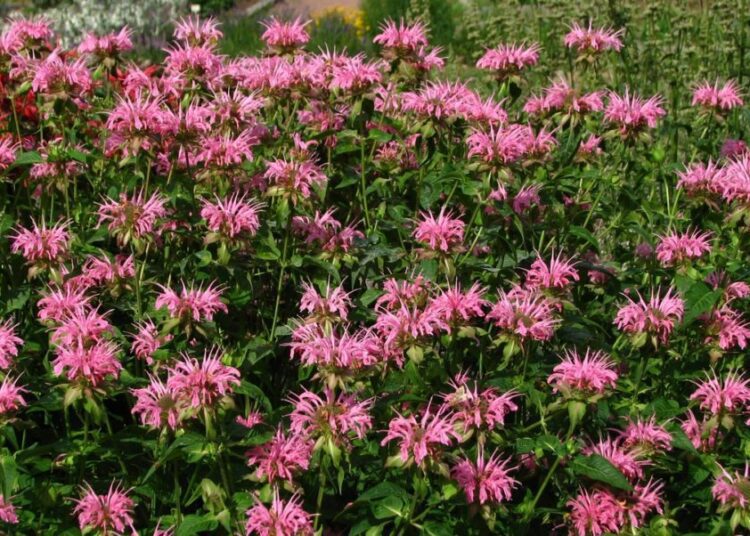 monarda