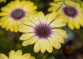 osteospermum