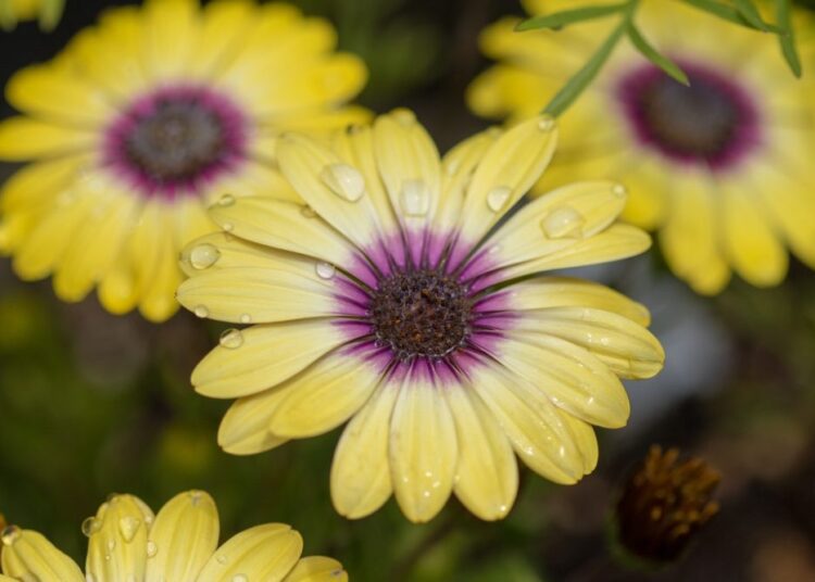 osteospermum