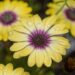 osteospermum