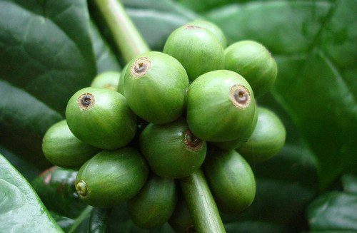 peckovice kávovníku