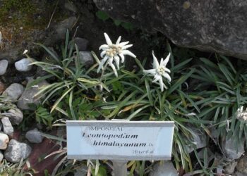 protěž himalajská