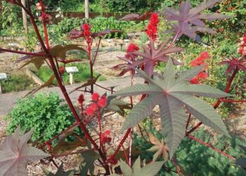 ricinus comunis