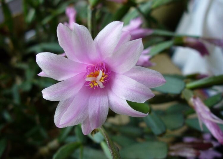 velikonoční kaktus