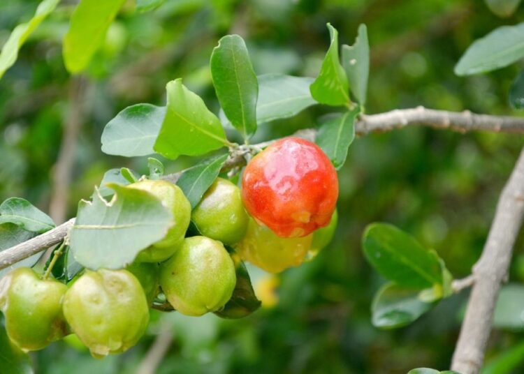 Barbadoská třešeň