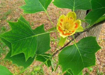 Liriodendron tulipifera