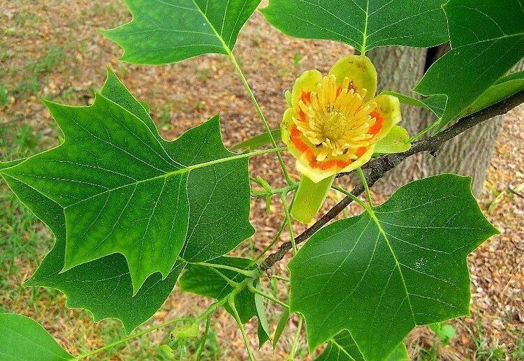 Liriodendron tulipifera