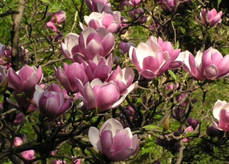 Magnolia soulangeana