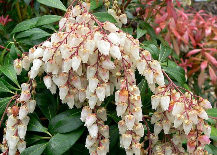 Pieris japonica