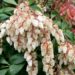 Pieris japonica