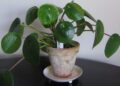 Pilea