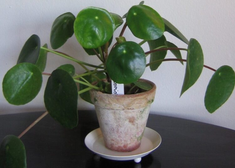 Pilea