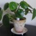 Pilea