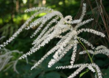 aruncus