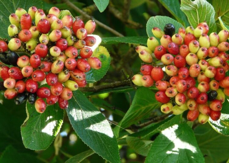 berries
