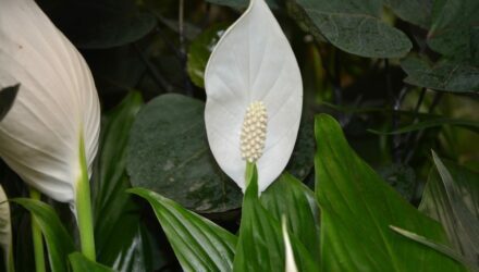 bílá květina