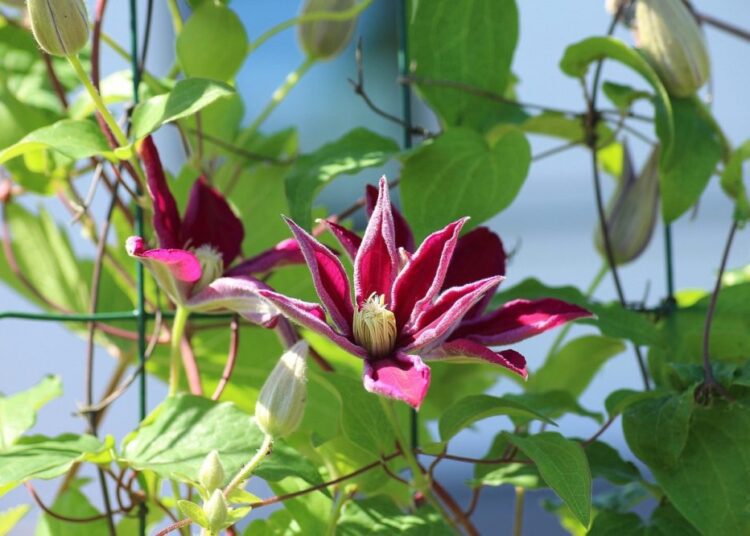 clematis