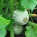 cucurbit