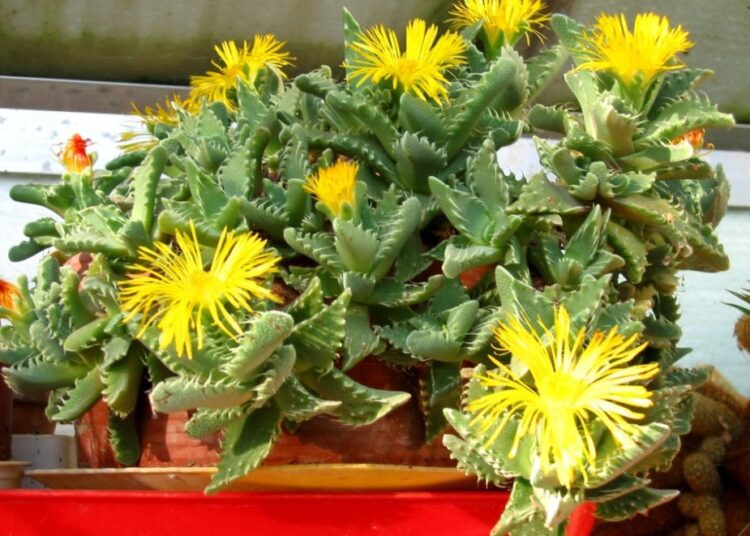 faucaria