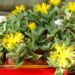 faucaria
