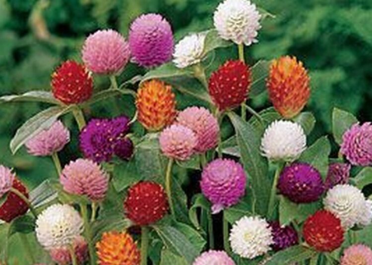 gomphrena