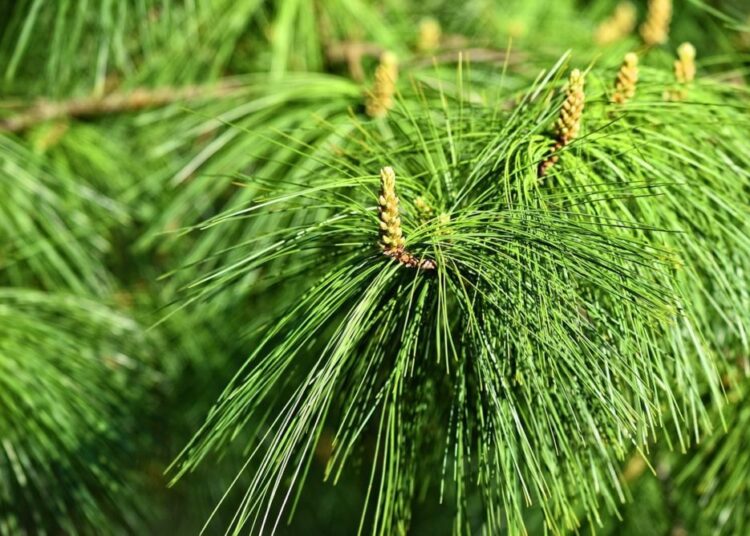 himalajská borovice