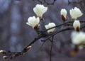 magnolie