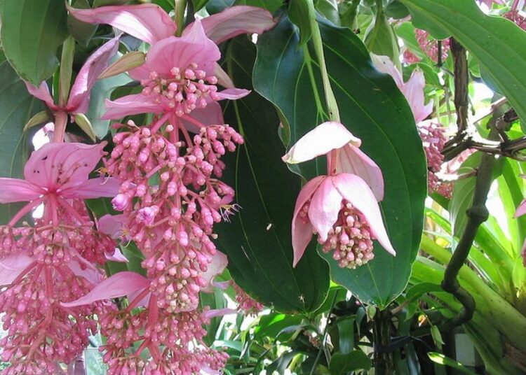 medinilla