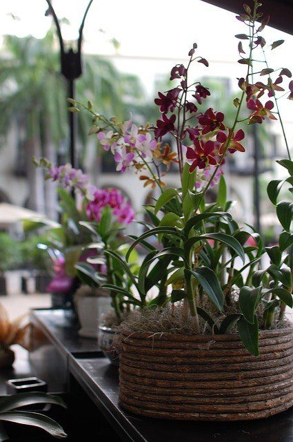 orchidej 1 - Zálivka orchidejí má svá pravidla – co jste až dosud netušili?