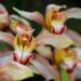 orchideje