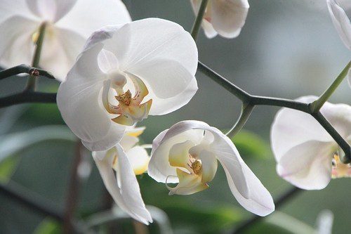 orchideje - V březnu nezapomeňte ani na pokojové rostliny