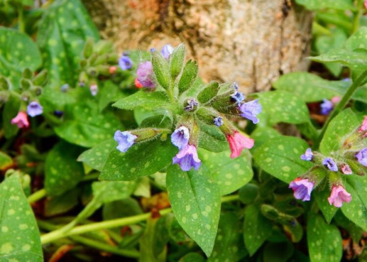 plycník lékařský