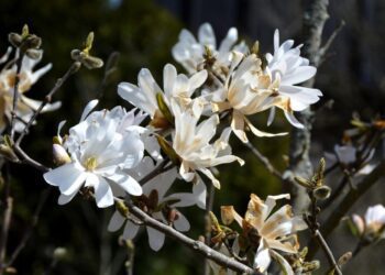 sacholan triplatecny