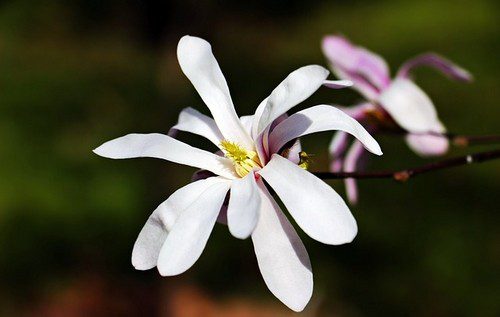 sacholan - Šácholan tříplátečný je jedna z nejkrásnějších odrůd magnolií pro naše zahrady