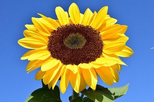 slunečnice - Kouzlo letniček – můžete si je předpěstovat či rovnou vysadit