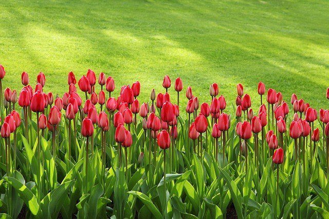 tulipán - Máte pěkný dům a zbývá úprava zahrady? Jak založit nový trávník