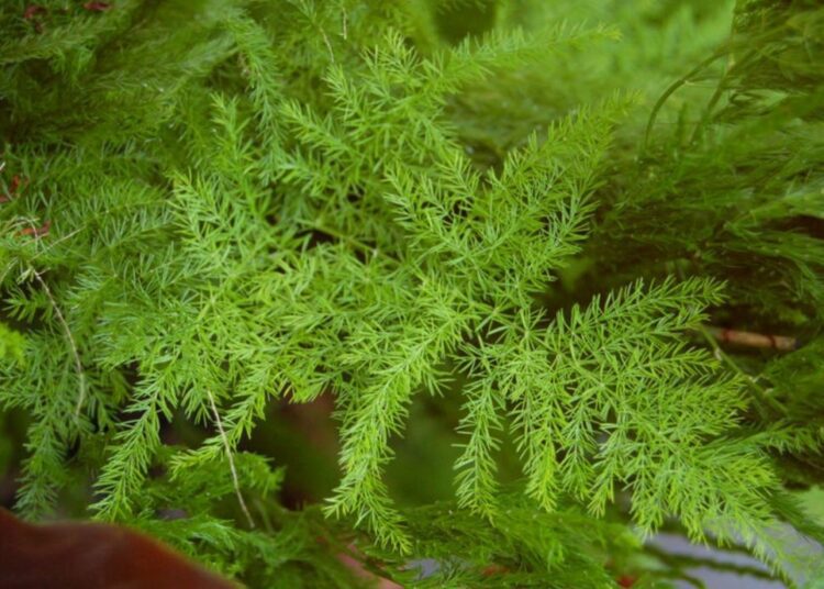 Asparagus