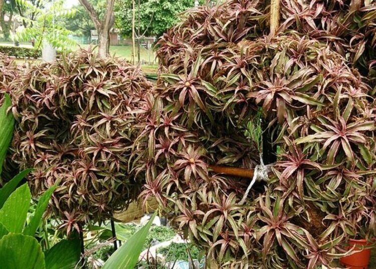 Cryptanthus bivittatus