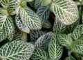 Fittonia