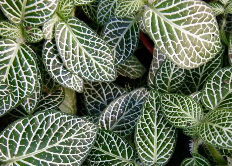 Fittonia