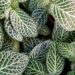 Fittonia