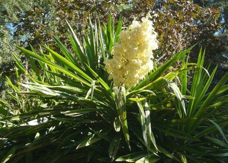 Yucca elephantipes