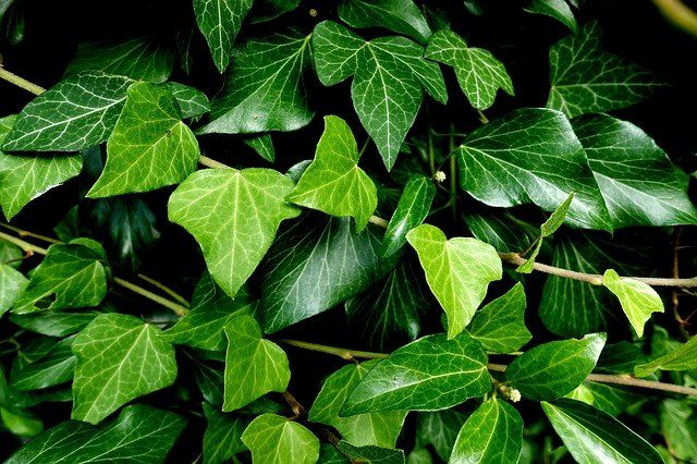 břečťan rostlina - Břečťan je ideální pokojová rostlina. Čistí vzduch od škodlivin