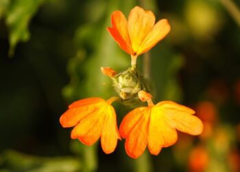 crossandra