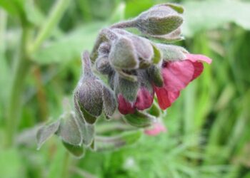 cynoglossum officinale